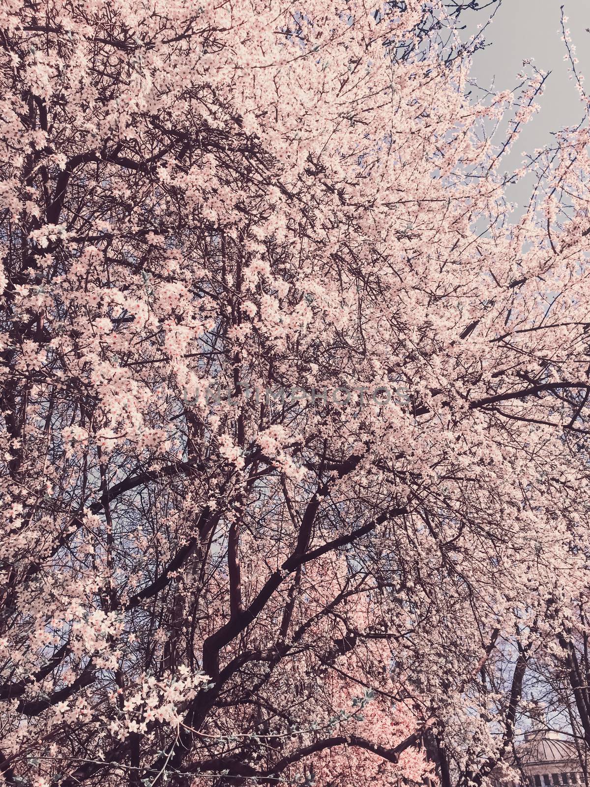 Blooming apple tree flowers in spring as floral background, nature and agriculture