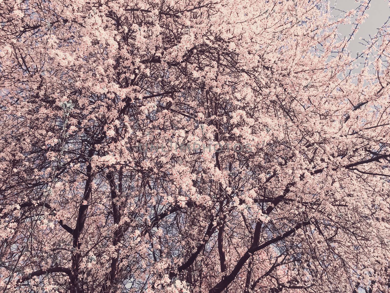 Blooming apple tree flowers in spring as floral background by Anneleven