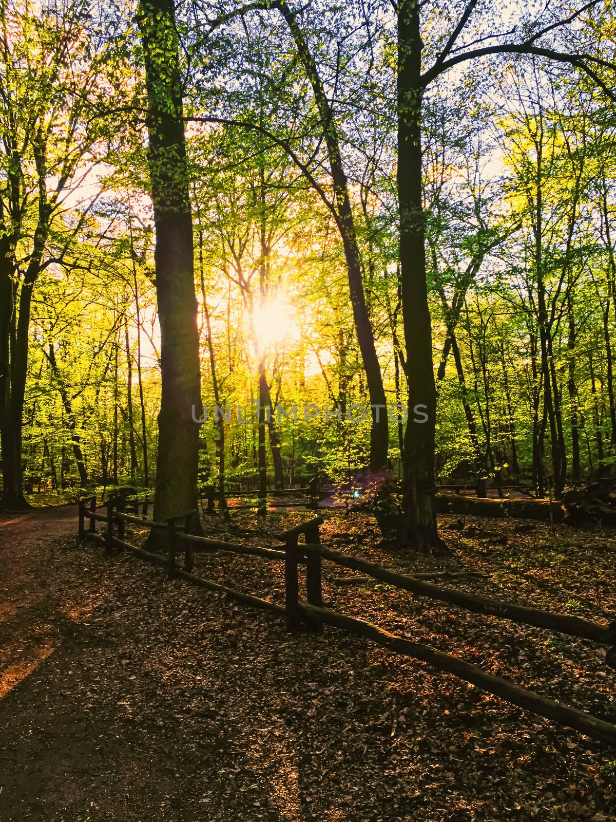 Spring forest landscape at sunset or sunrise by Anneleven