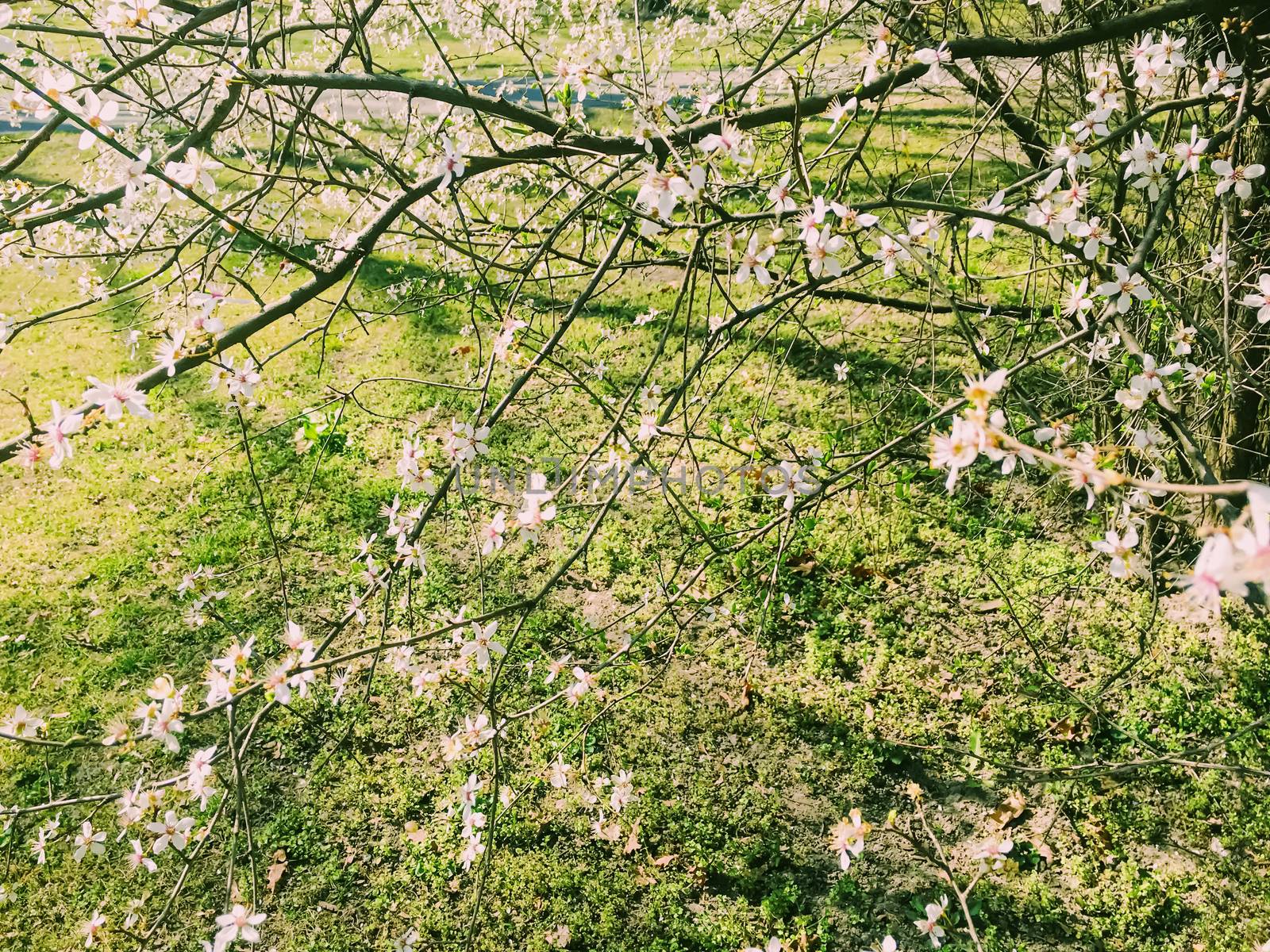 Blooming apple tree flowers in spring as floral background by Anneleven