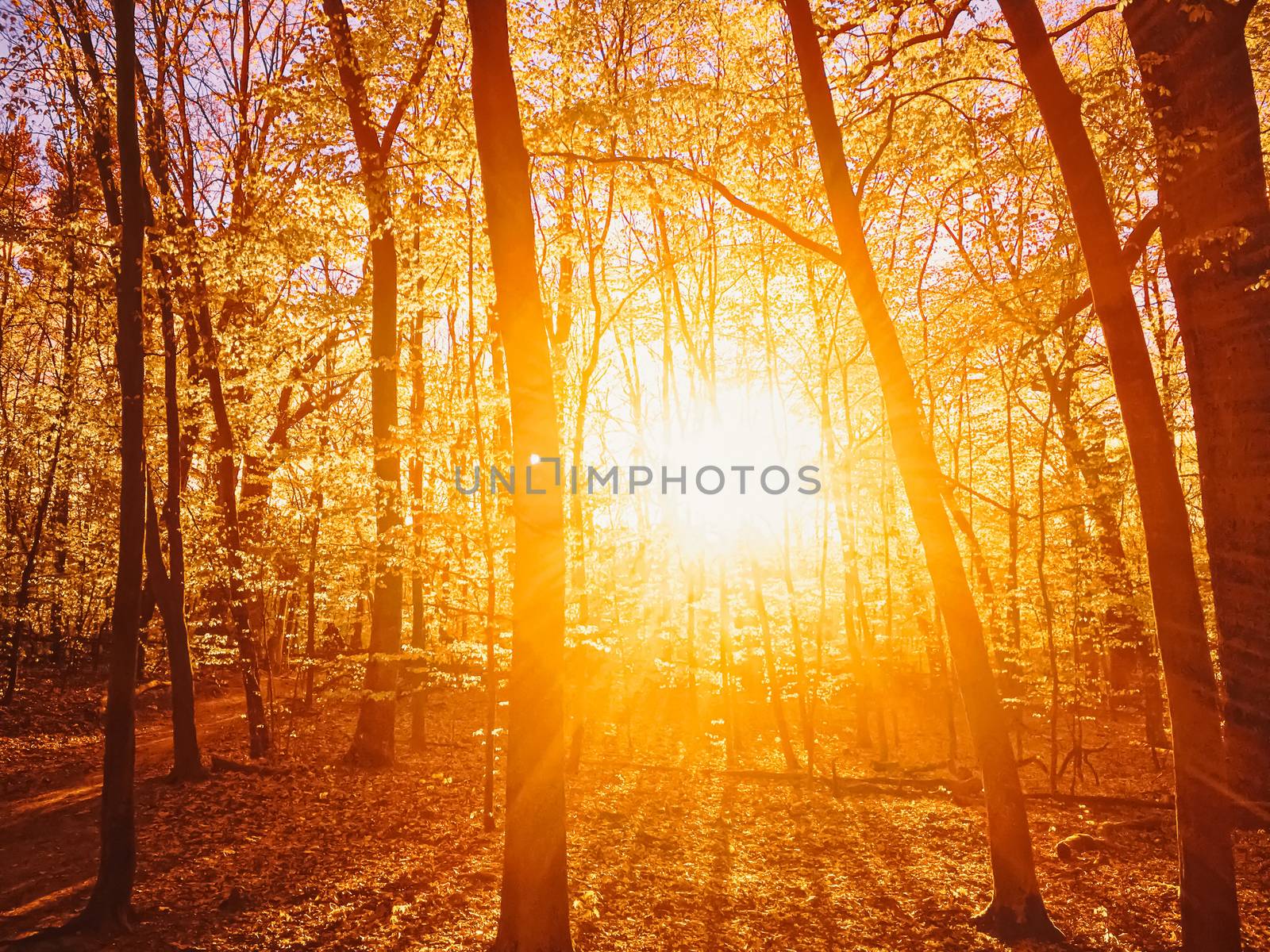 Autumn forest landscape at sunset or sunrise by Anneleven