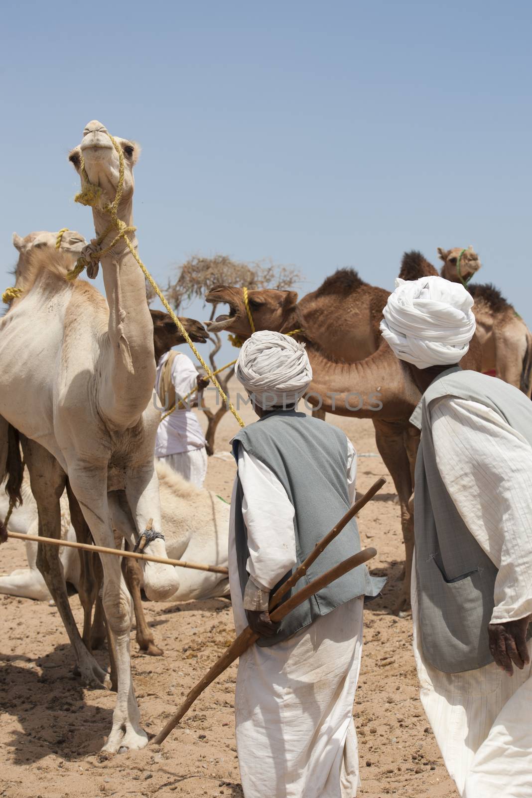 Bedouin traders at a camel market by paulvinten