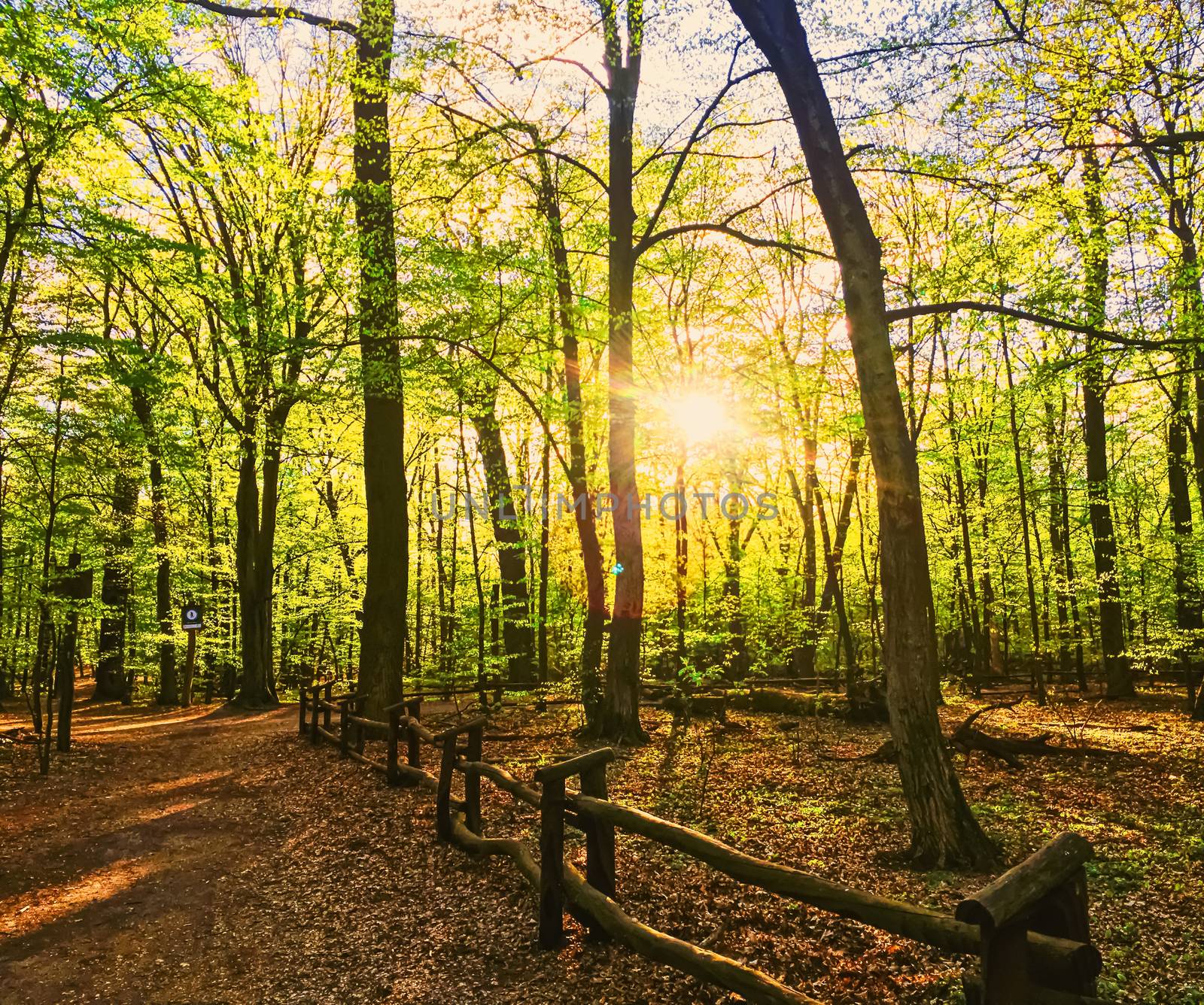 Spring forest landscape at sunset or sunrise, nature and environment