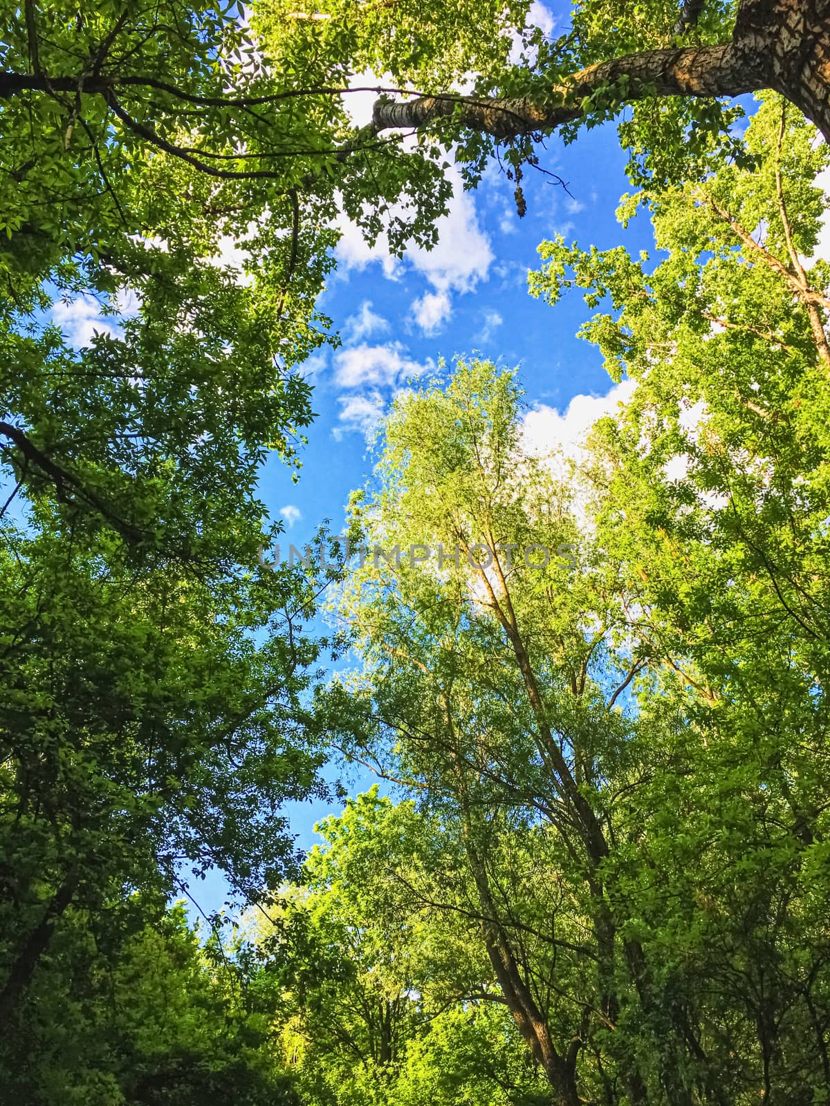 Countryside woods as rural landscape, amazing trees in green forest, nature and environment by Anneleven