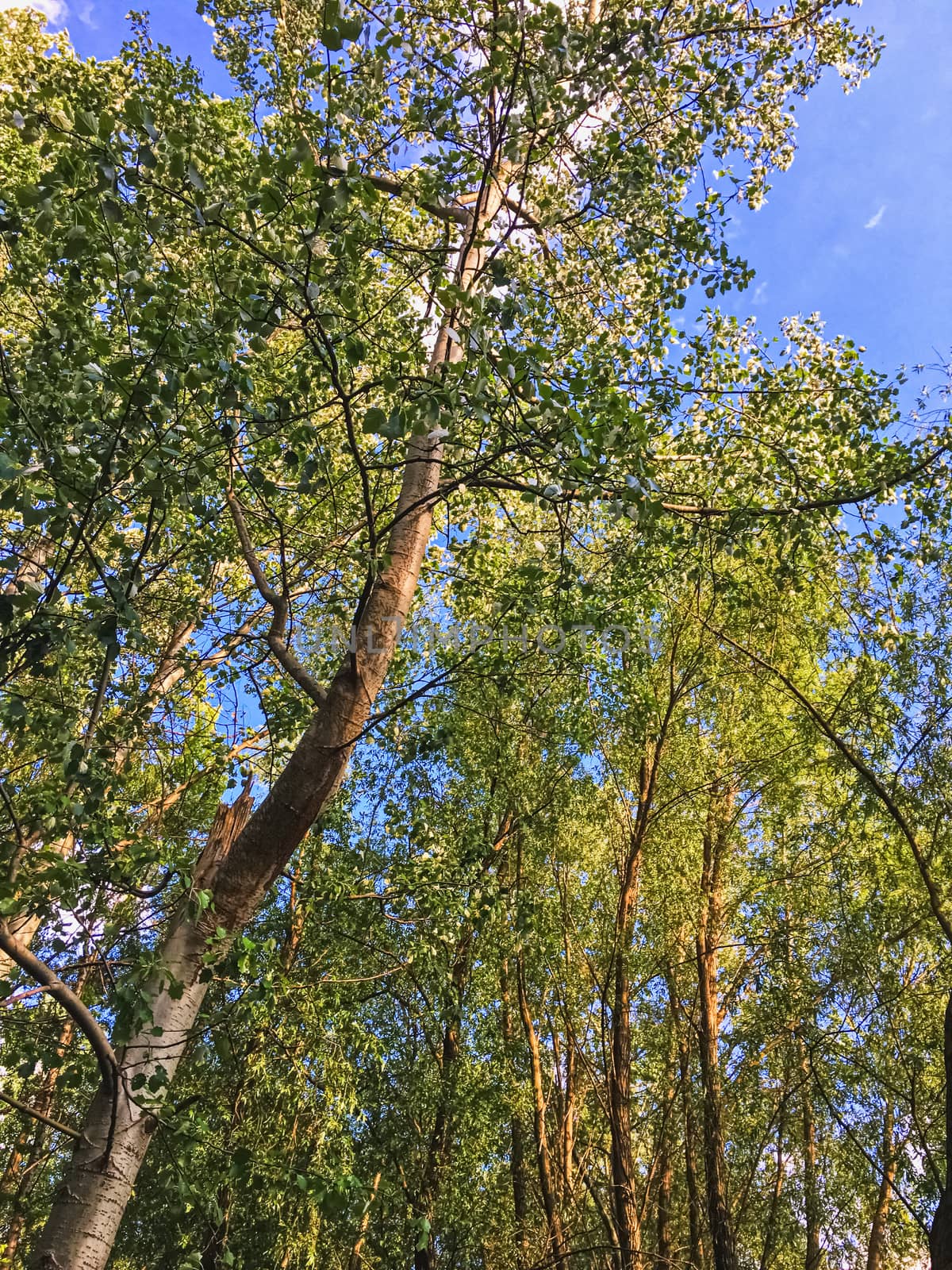 Countryside woods as rural landscape, amazing trees in green forest, nature and environment scenery