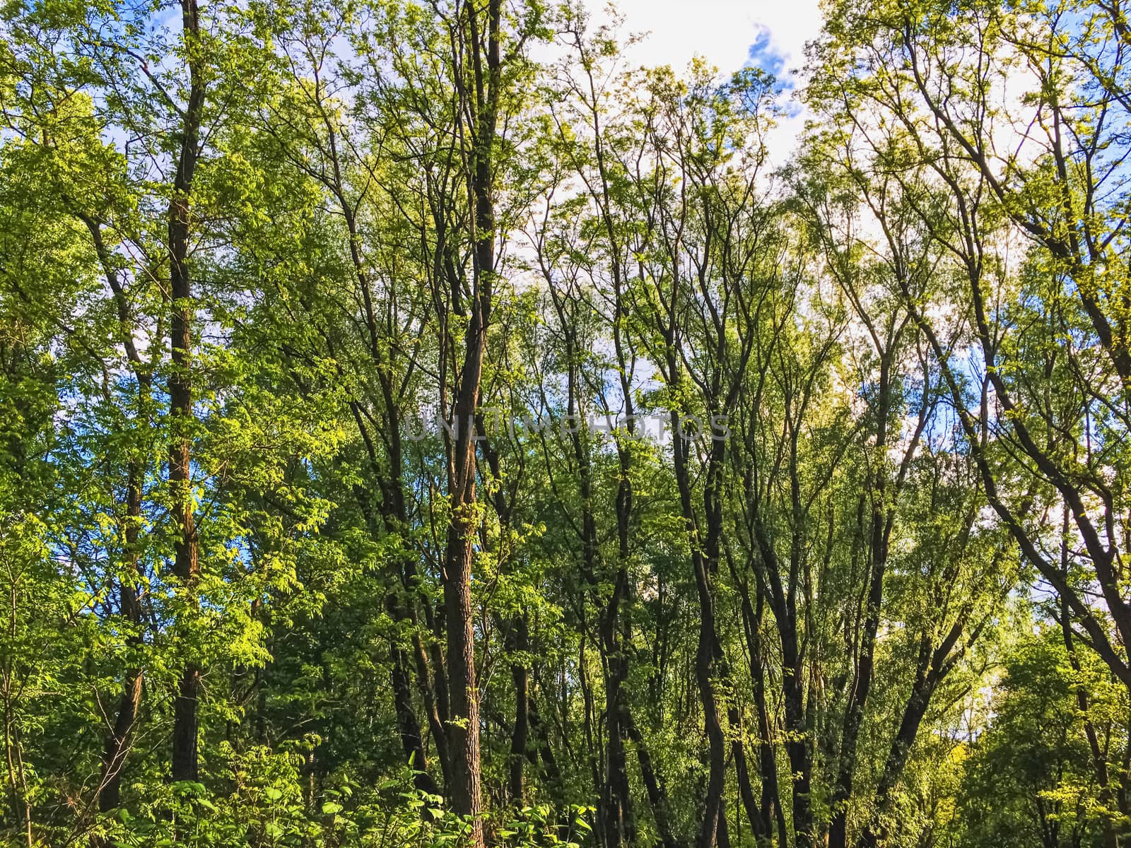 Countryside woods as rural landscape, amazing trees in green forest, nature and environment by Anneleven