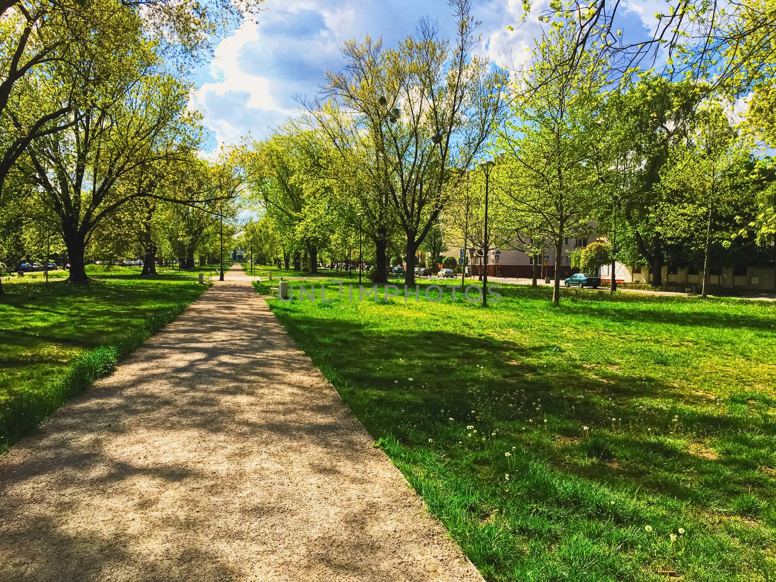 Sunny alley in the city park in spring, nature and outdoor landscape by Anneleven