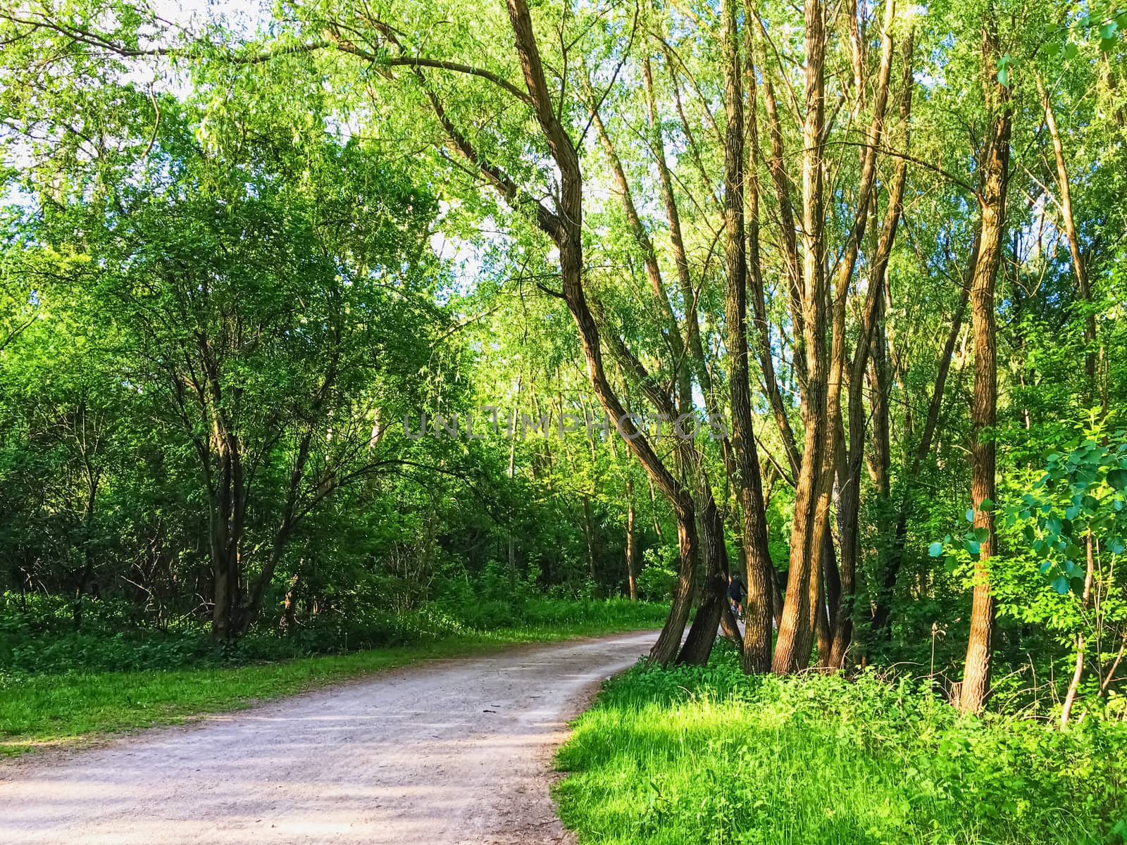 Countryside woods as rural landscape, amazing trees in green forest, nature and environment by Anneleven