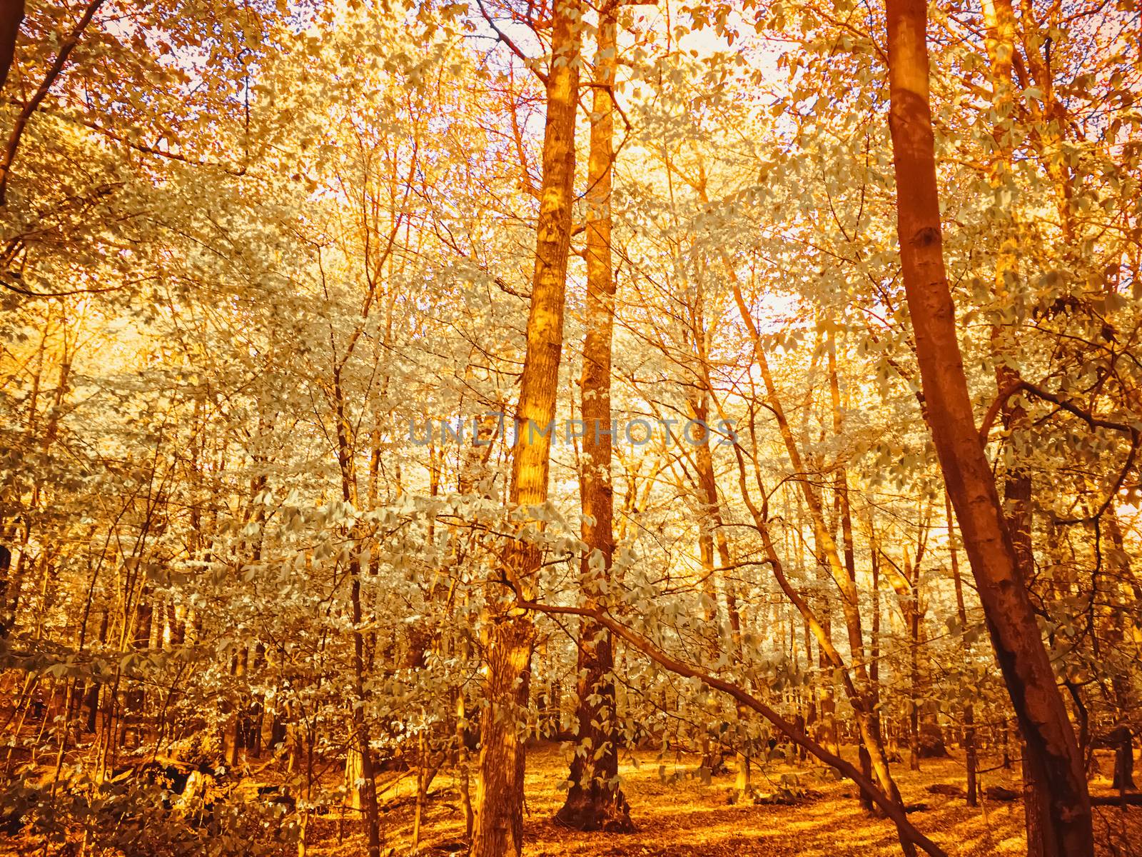 Autumn forest landscape at sunset or sunrise by Anneleven