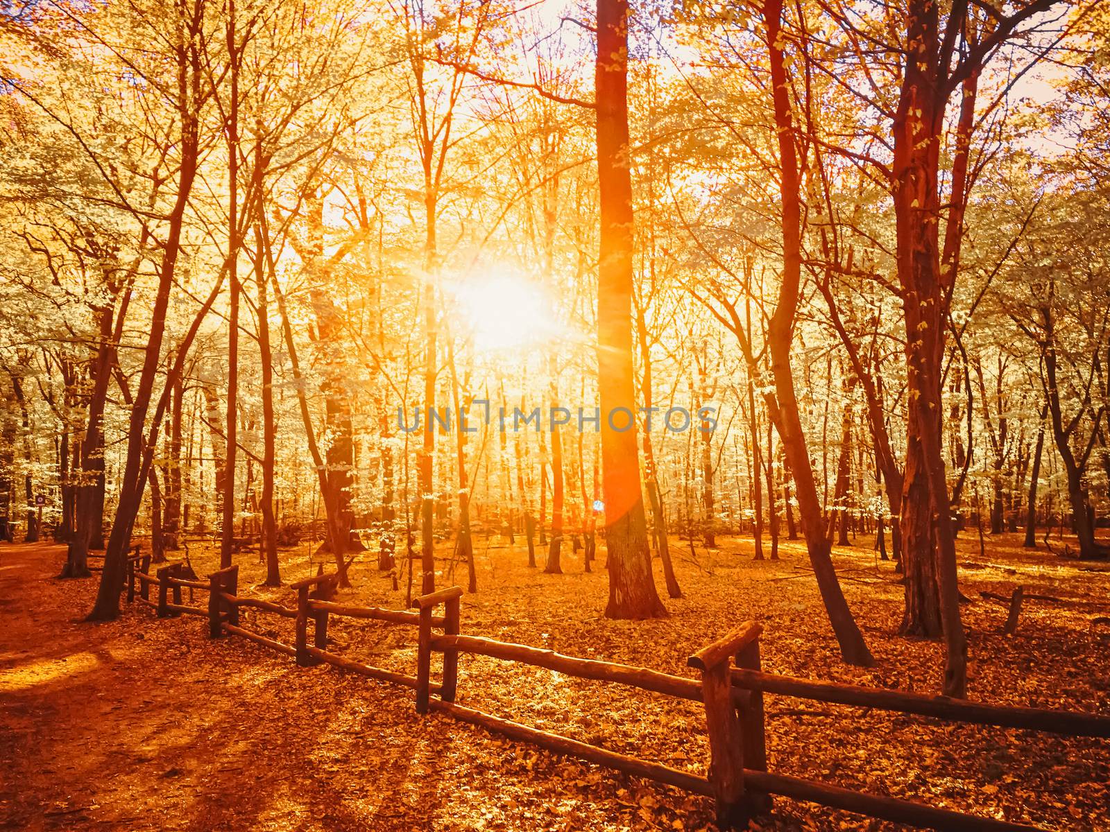 Autumn forest landscape at sunset or sunrise, nature and environment