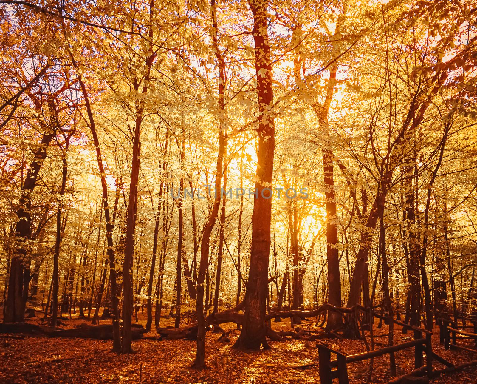 Autumn forest landscape at sunset or sunrise by Anneleven