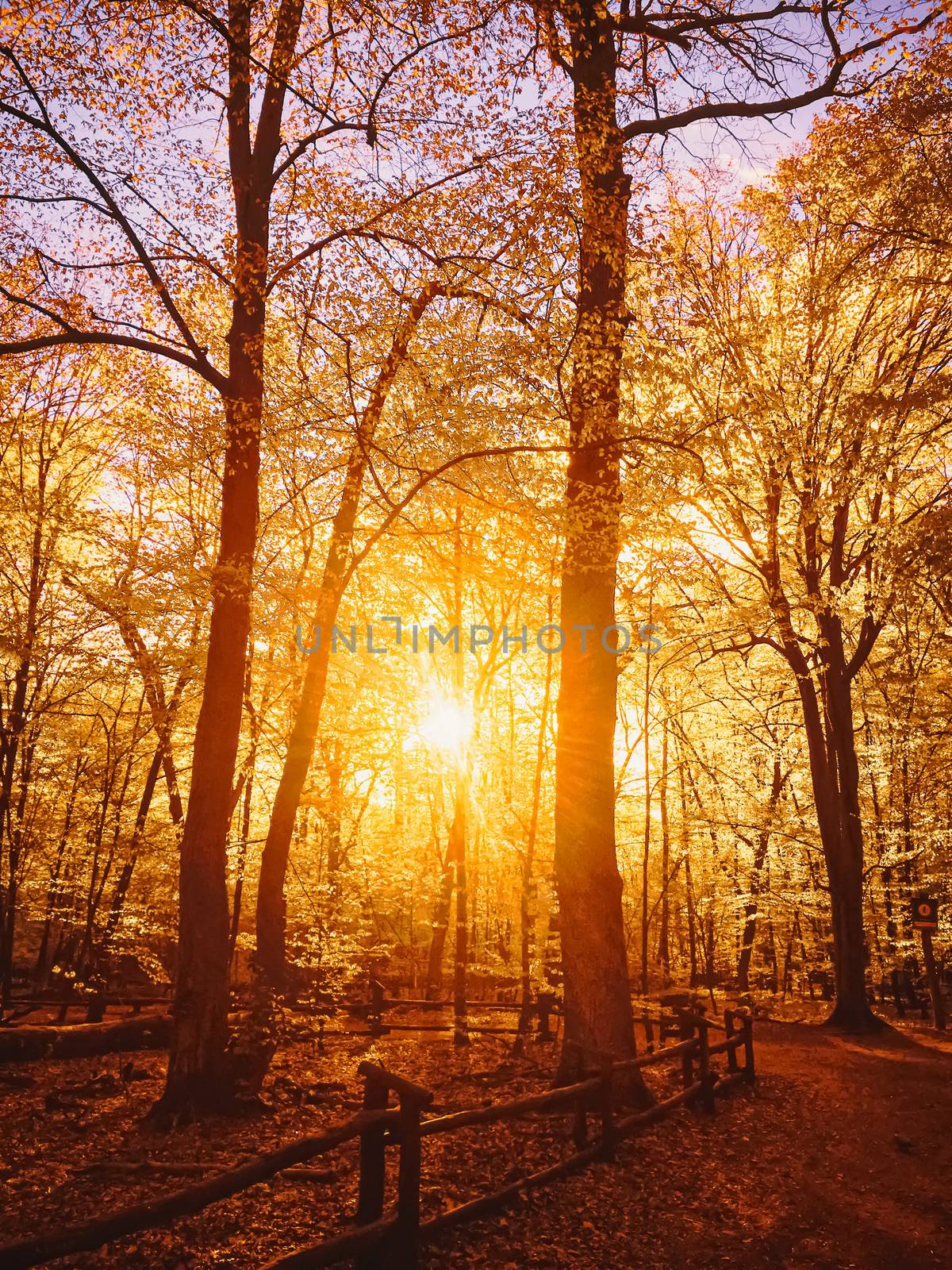 Autumn forest landscape at sunset or sunrise by Anneleven