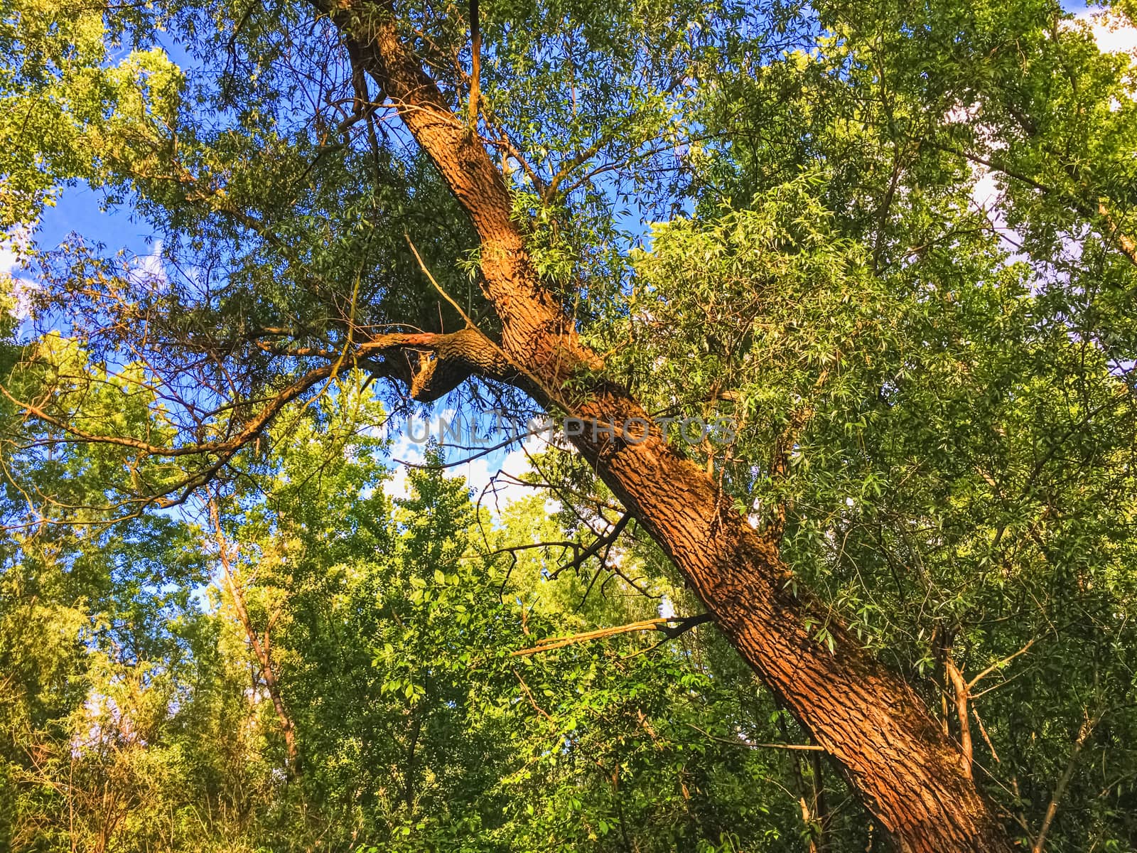 Countryside woods as rural landscape, amazing trees in green forest, nature and environment by Anneleven