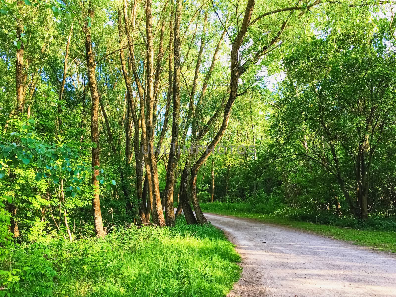 Countryside woods as rural landscape, amazing trees in green forest, nature and environment by Anneleven