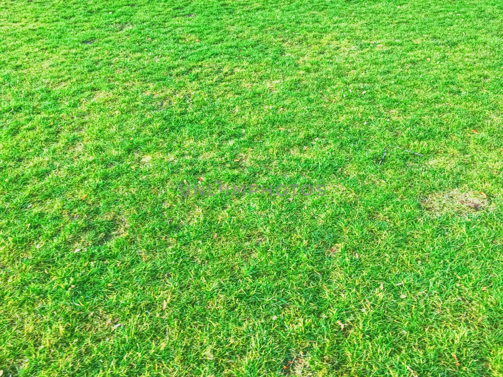 Green grass lawn as background, nature and backyard