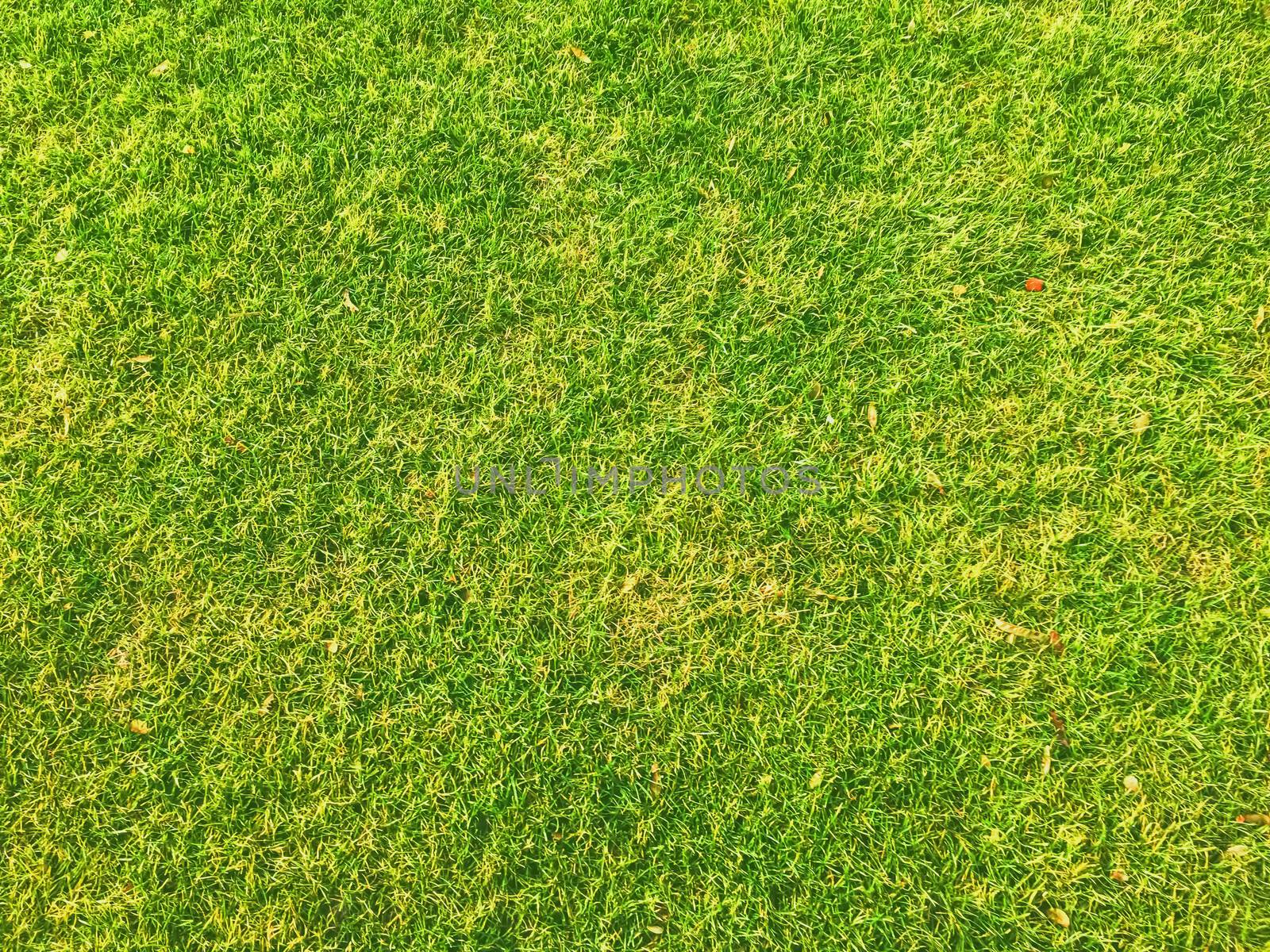 Green grass lawn as background, nature and backyard