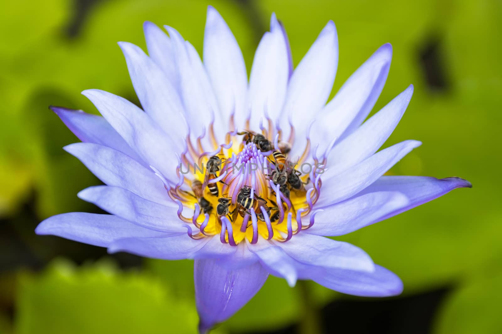 close up purple lotus flower has pollen particles from the middle of flowers with a group of bees inside. 