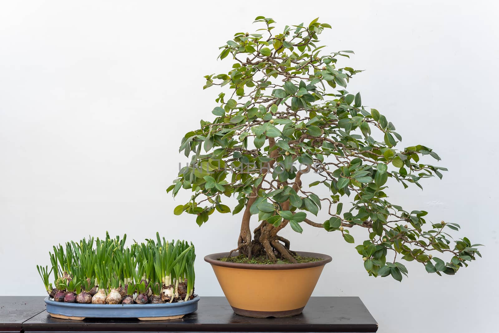 Bonsai tree on a table against white wall in BaiHuaTan public park, Chengdu, China