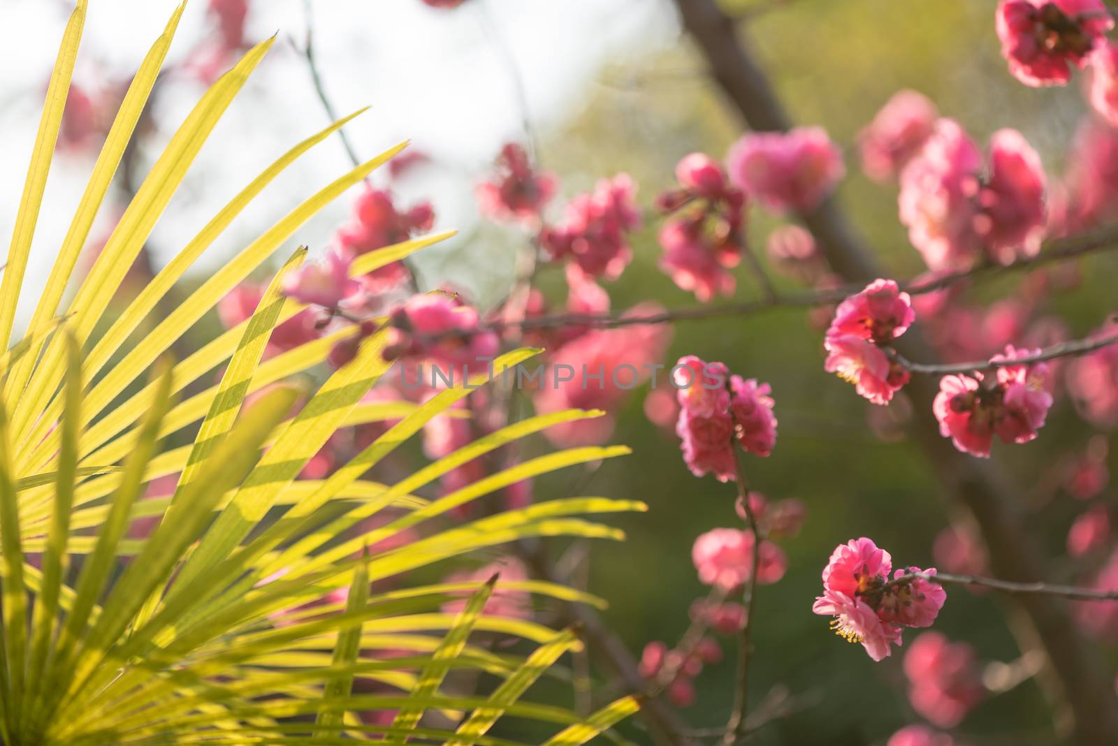Red plum trees in bloom in springtime with eucalyptus in the background in Chengdu, Sichuan province, China
