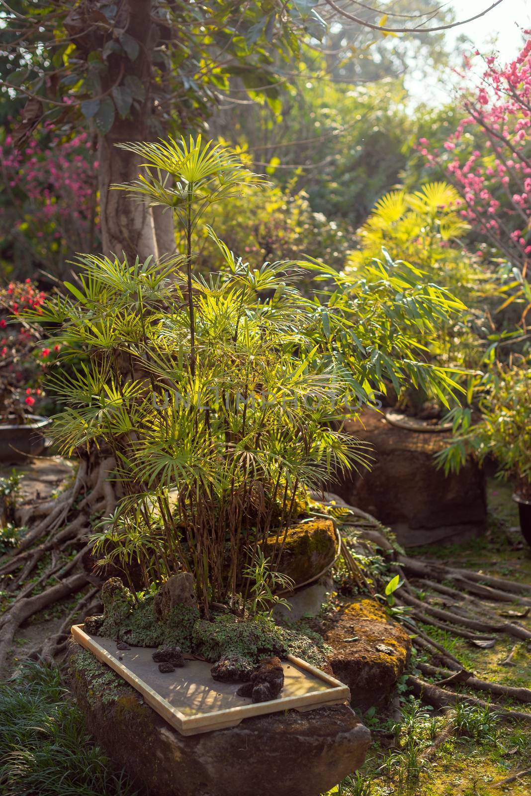 Eucalyptus bonsai in a park in Chengdu, Sichuan province, China