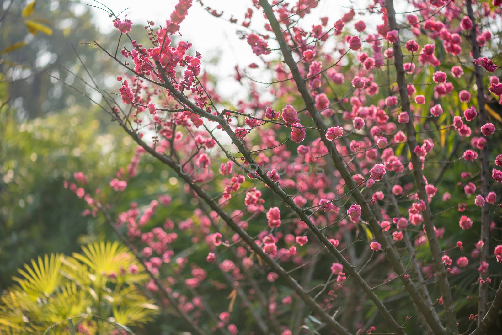 Red plum trees in bloom in springtime with eucalyptus in the background in Chengdu, Sichuan province, China