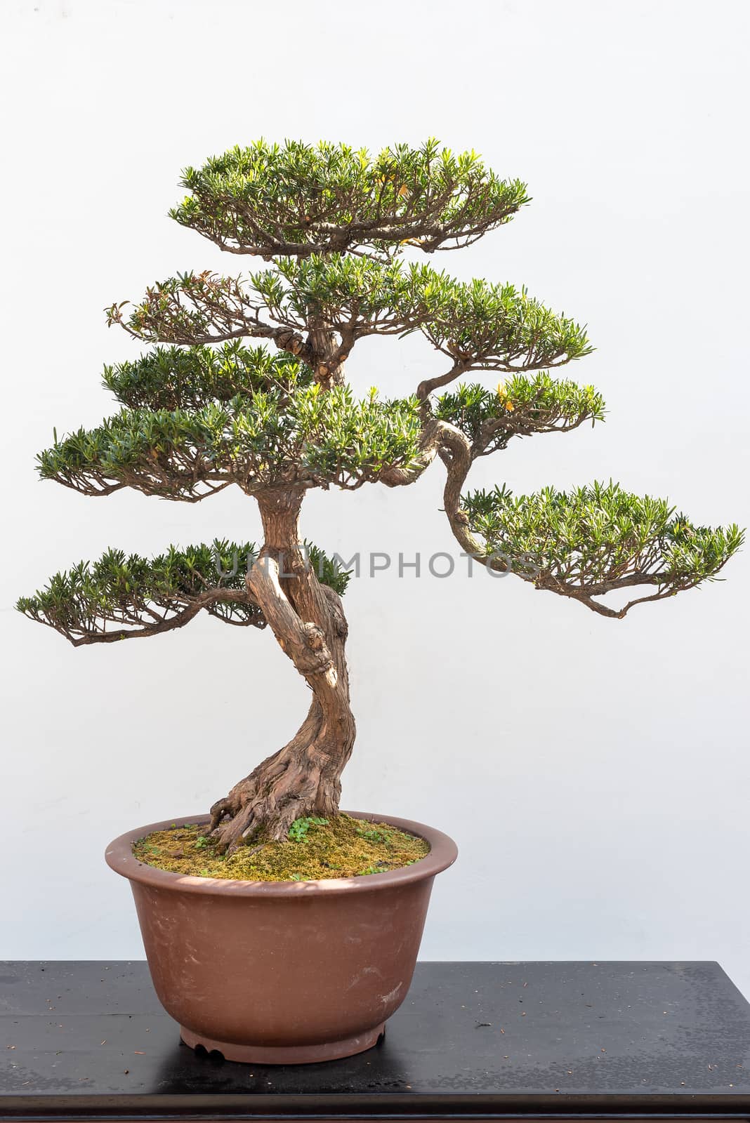 Pine bonsai tree on a wooden table against white wall in Baihuatan public park, Chengdu, Sichuan province, China