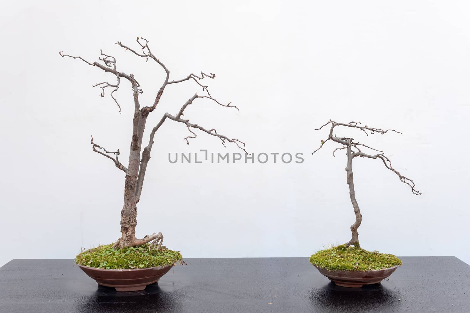 Two bonsai trees on a wooden table against white wall in Baihuatan public park, Chengdu, Sichuan province, China