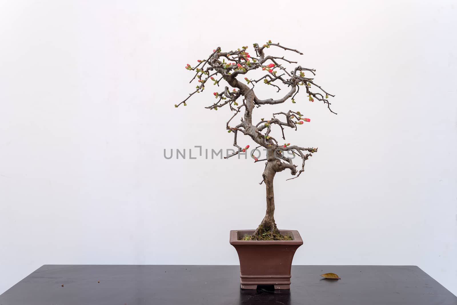 Chaenomeles bonsai tree on a wooden table againt white wall in Baihuatan public park, Chengdu, Sichuan province, China