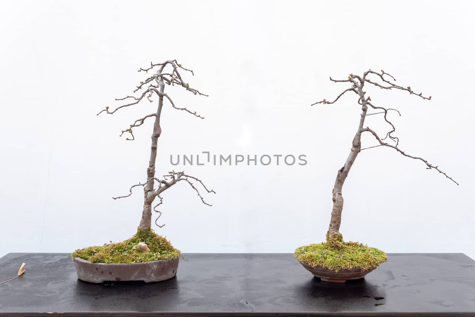 Two bonsai trees on a wooden table against white wall in Baihuatan public park, Chengdu, Sichuan province, China