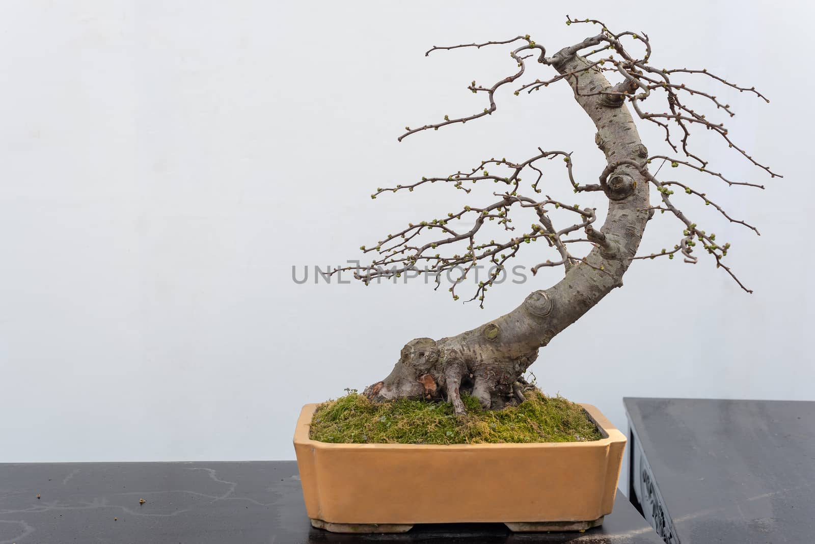 Chaenomeles bonsai tree on a wooden table againt white wall in Baihuatan public park, Chengdu, Sichuan province, China