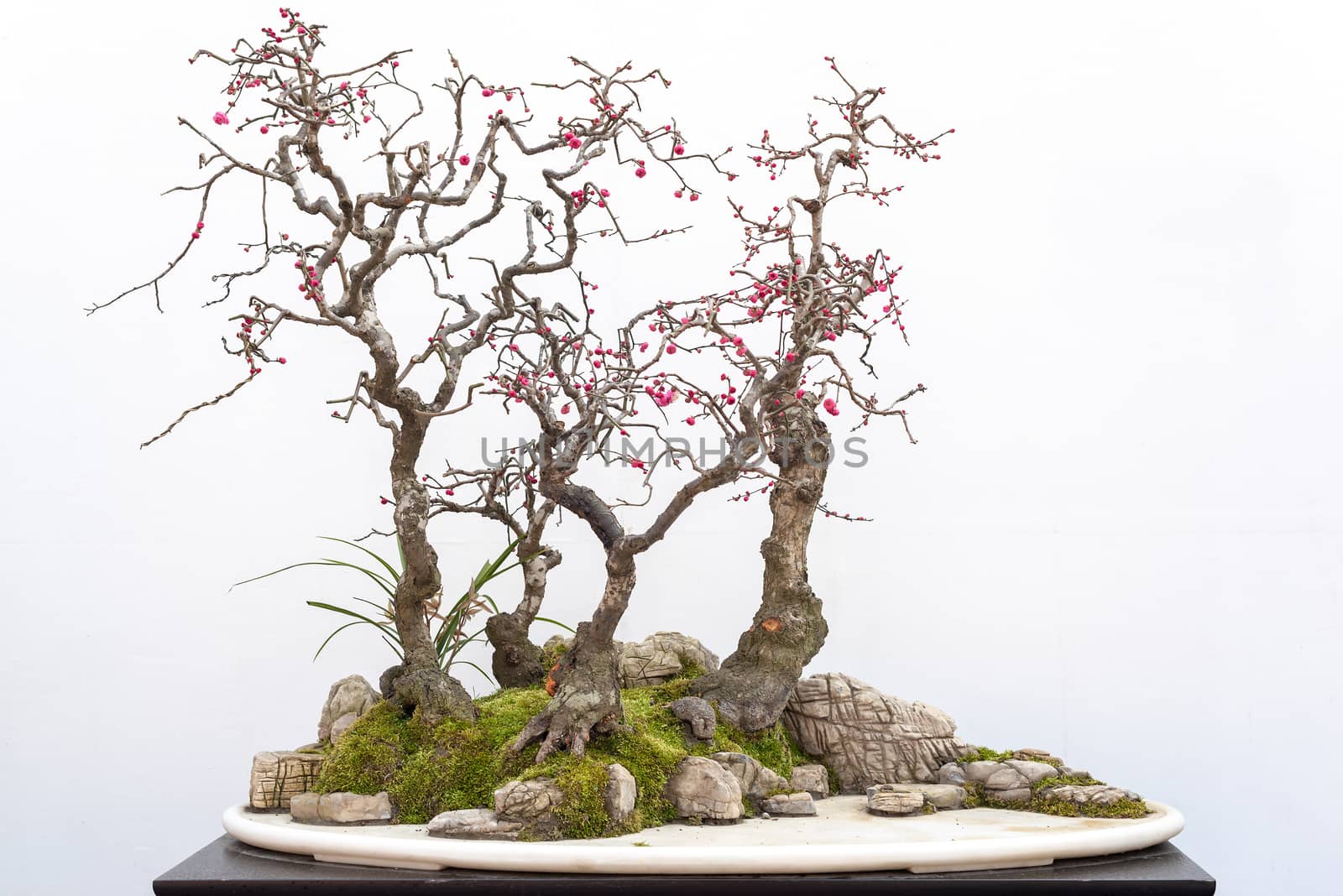 Red plum bonsai tree on a wooden table againt white wall in Baihuatan public park, Chengdu, Sichuan province, China