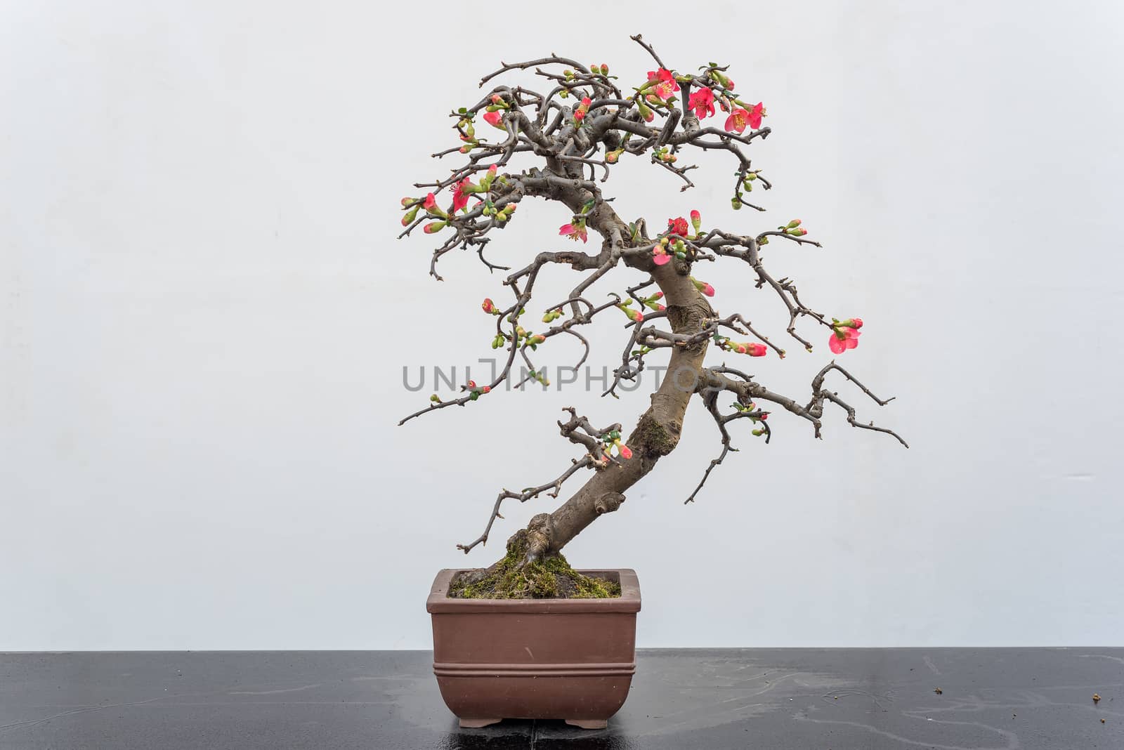 Chaenomeles bonsai tree on a wooden table againt white wall in Baihuatan public park, Chengdu, Sichuan province, China