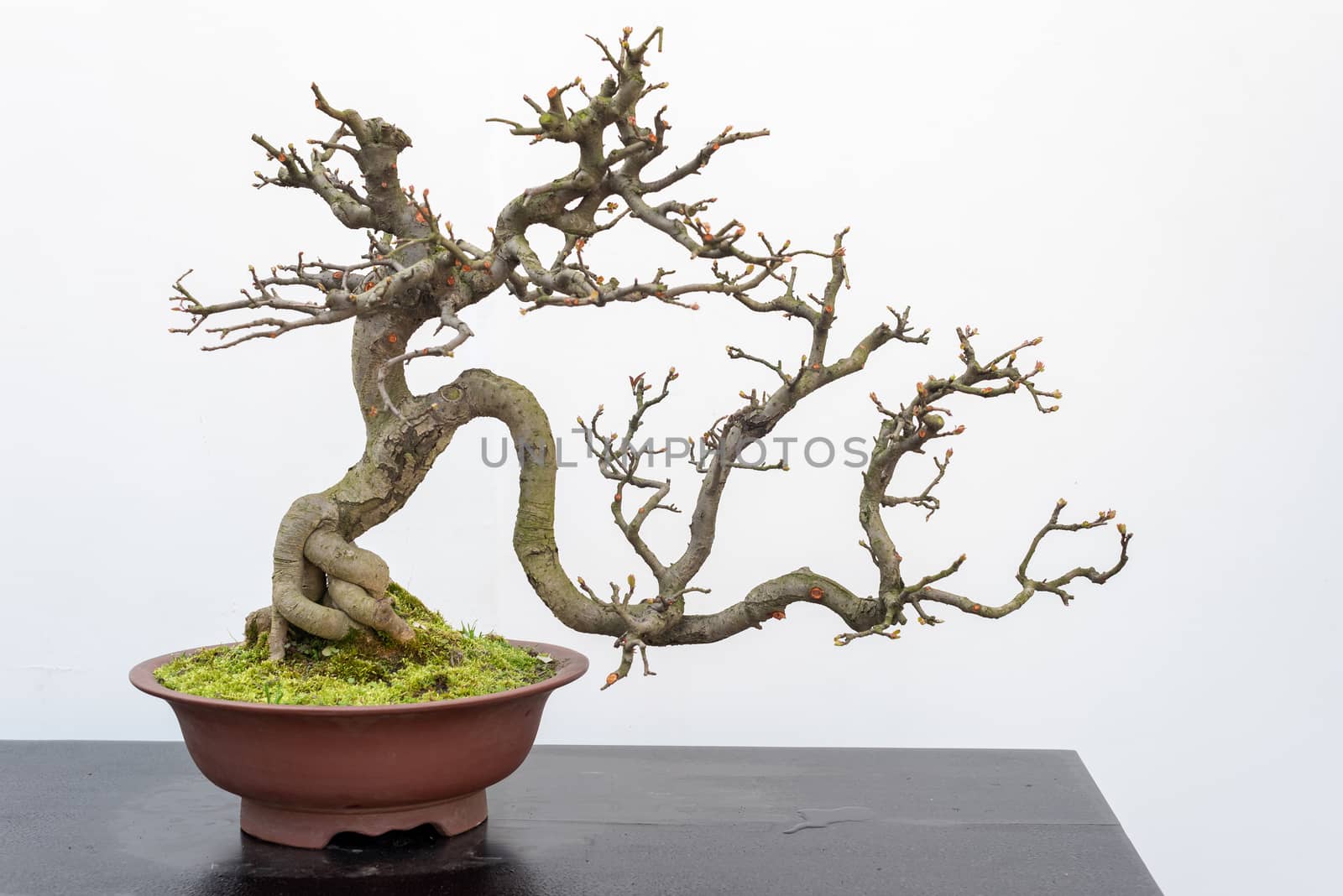 Chaenomeles bonsai tree on a wooden table againt white wall in Baihuatan public park, Chengdu, Sichuan province, China