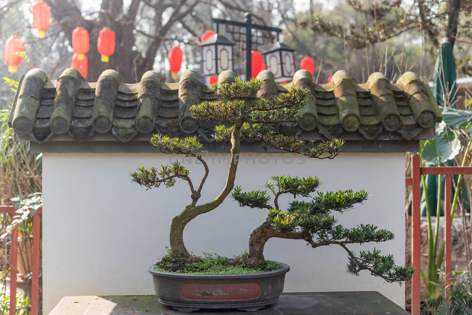 Twisted pine bonsai tree on a stone table against white wall and chinese lanterns in Baihuatan public park, Chengdu, Sichuan province, China