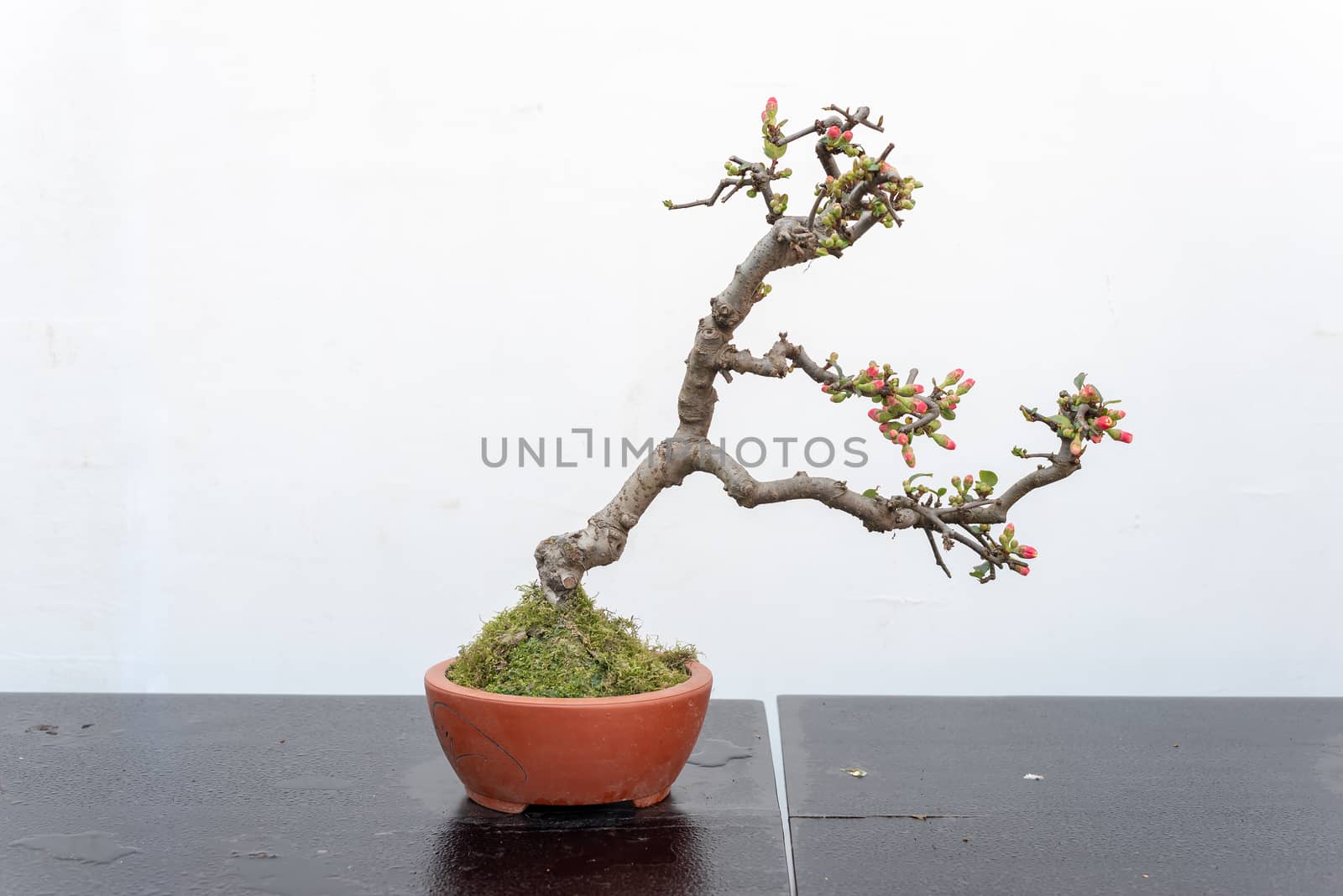 Chaenomeles bonsai tree on a wooden table againt white wall in Baihuatan public park, Chengdu, Sichuan province, China