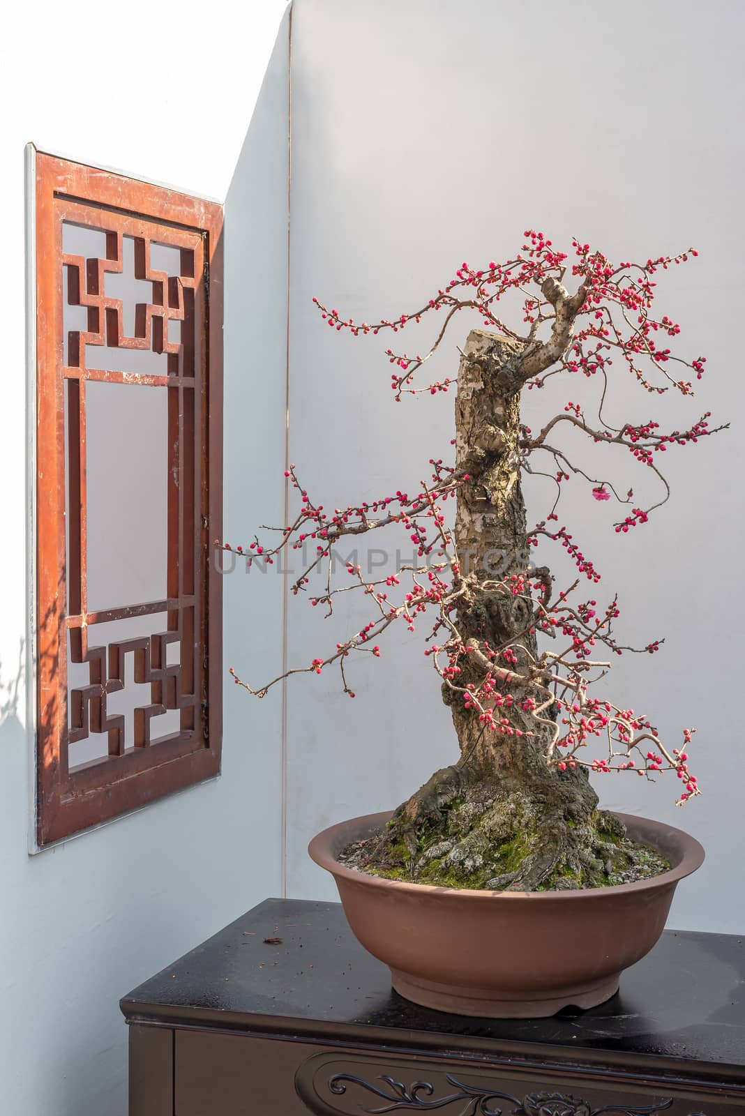 Red plum bonsai tree on a wooden table againt white wall in Baihuatan public park, Chengdu, Sichuan province, China