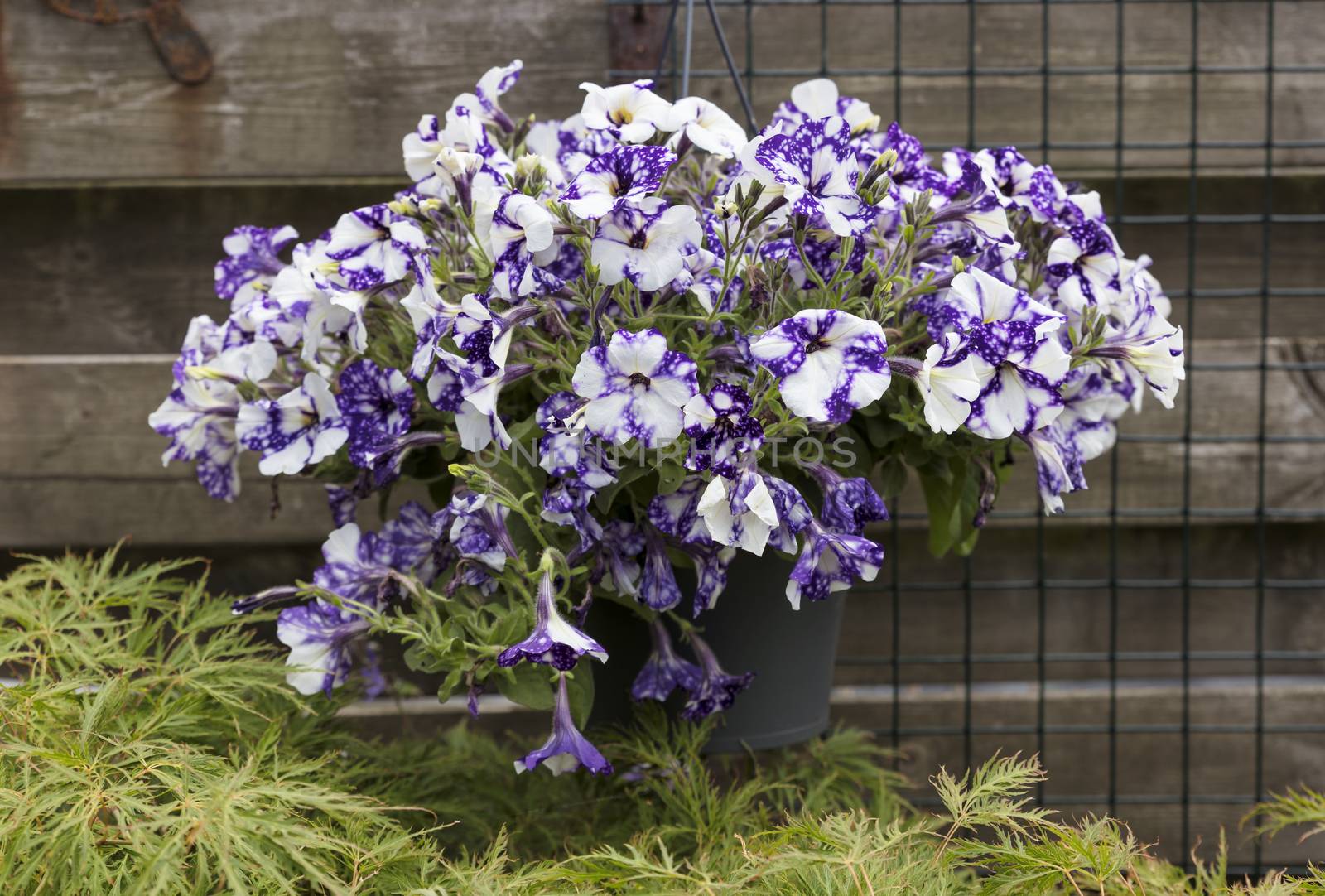 Hanging basket outside in a garden full of plants