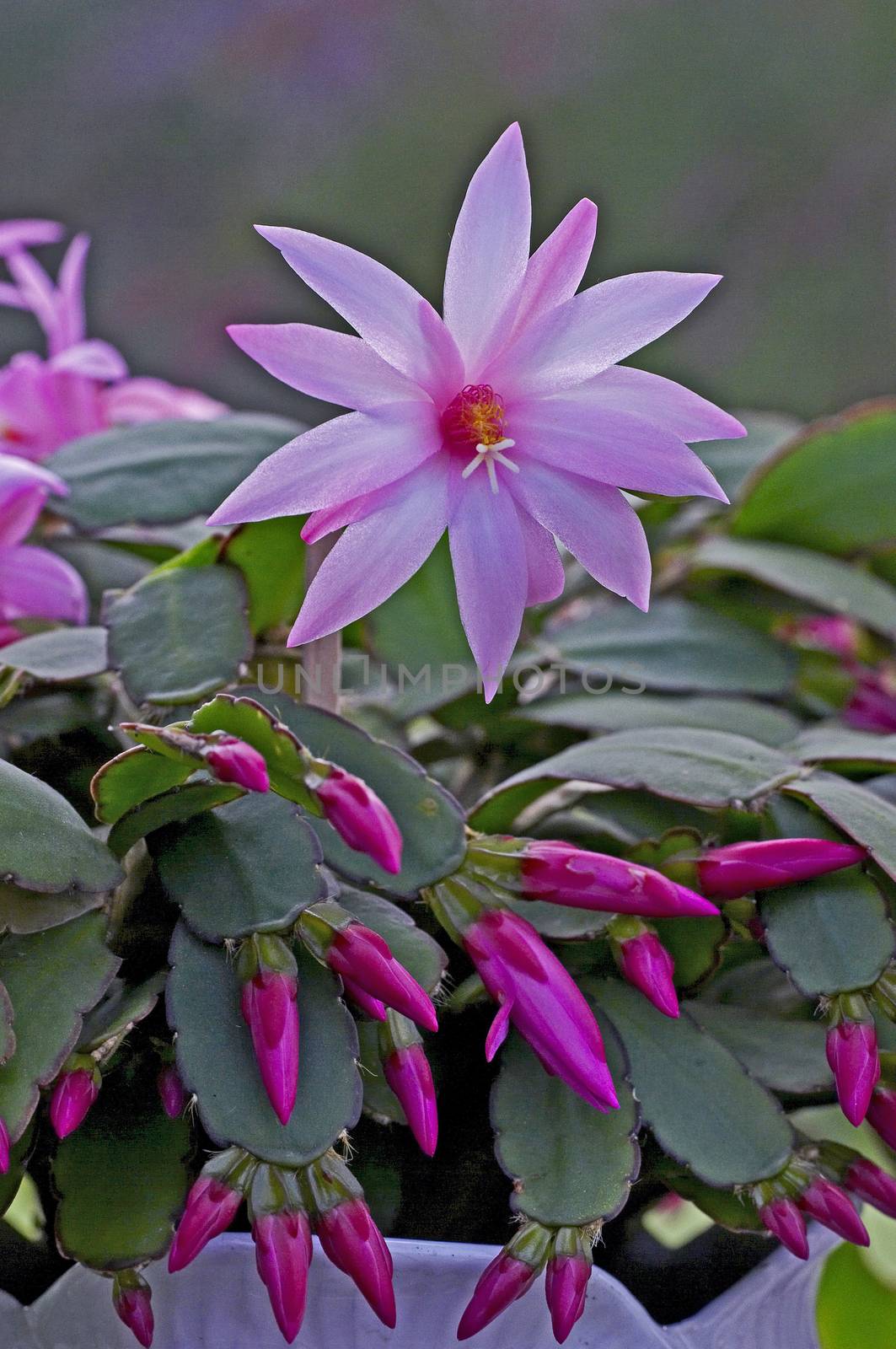 Cacti Schlumbergera in close upconservantory,