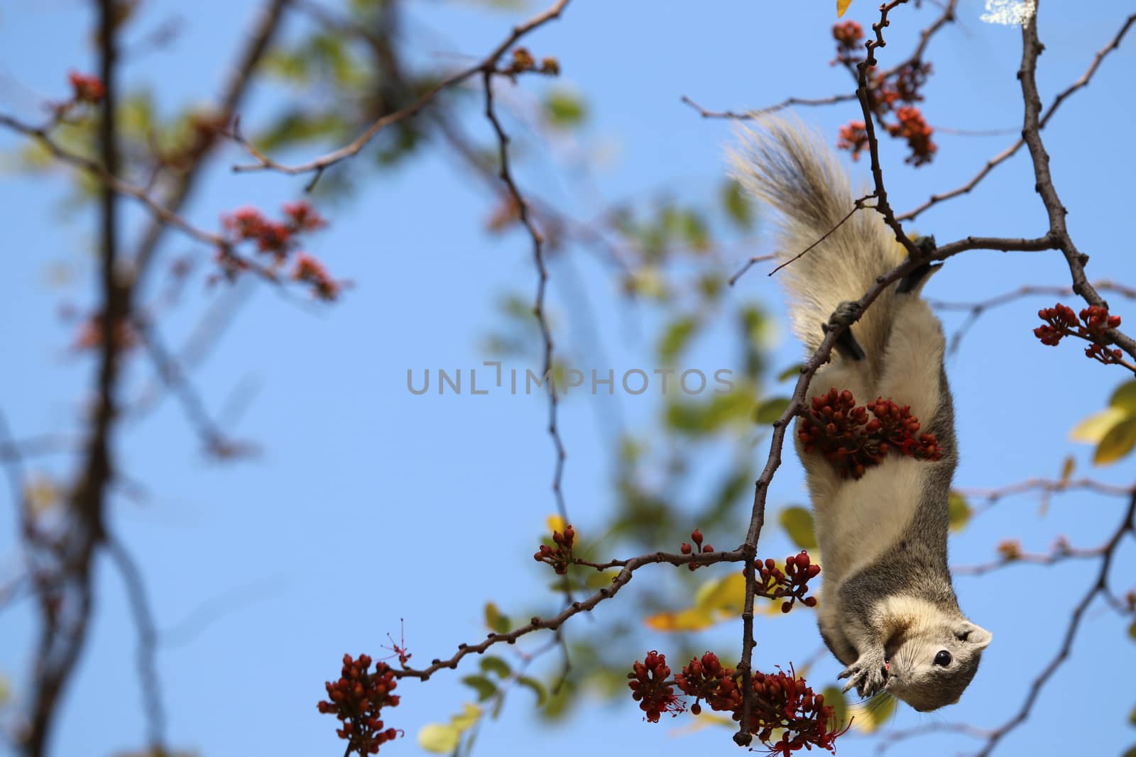 Cute squirrel white and gray color eating fruit and red flowers on tree brand with  blue sky background