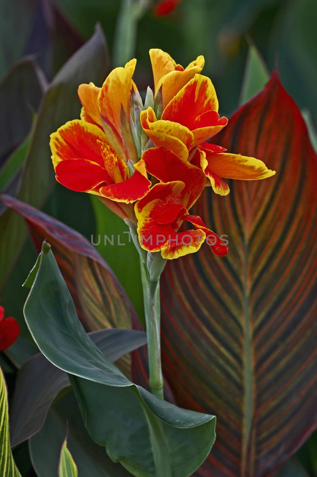 Canna 'Rosemond Coles' close up in a flower border