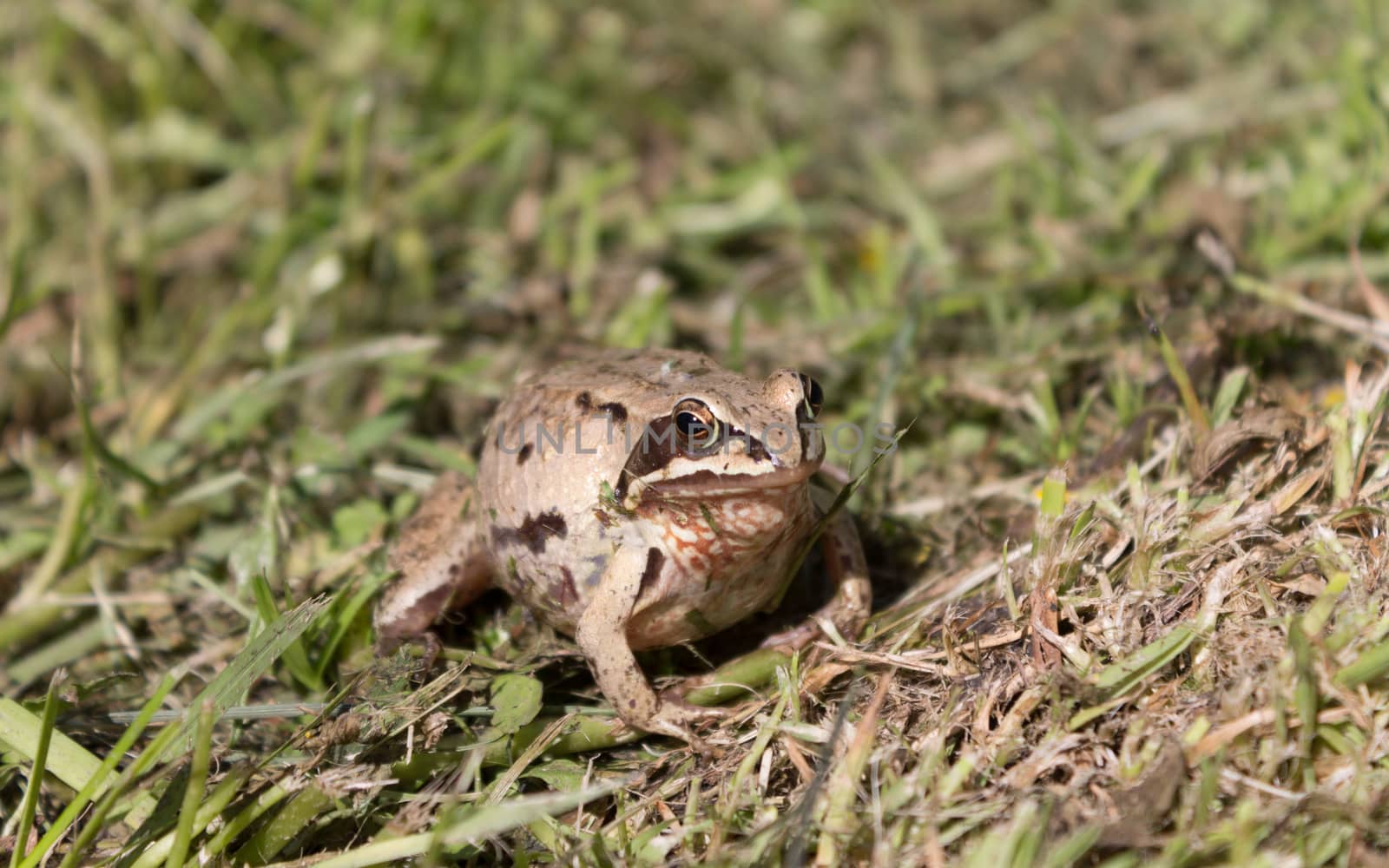 Pregnant frog sits in the grass during the day