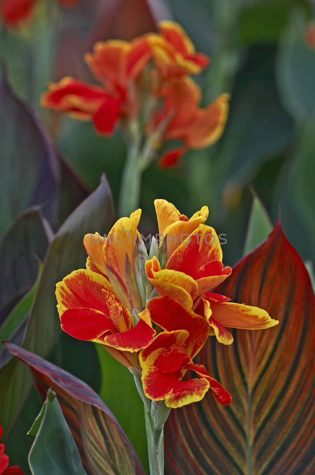 Canna 'Rosemond Coles' close up in a flower border