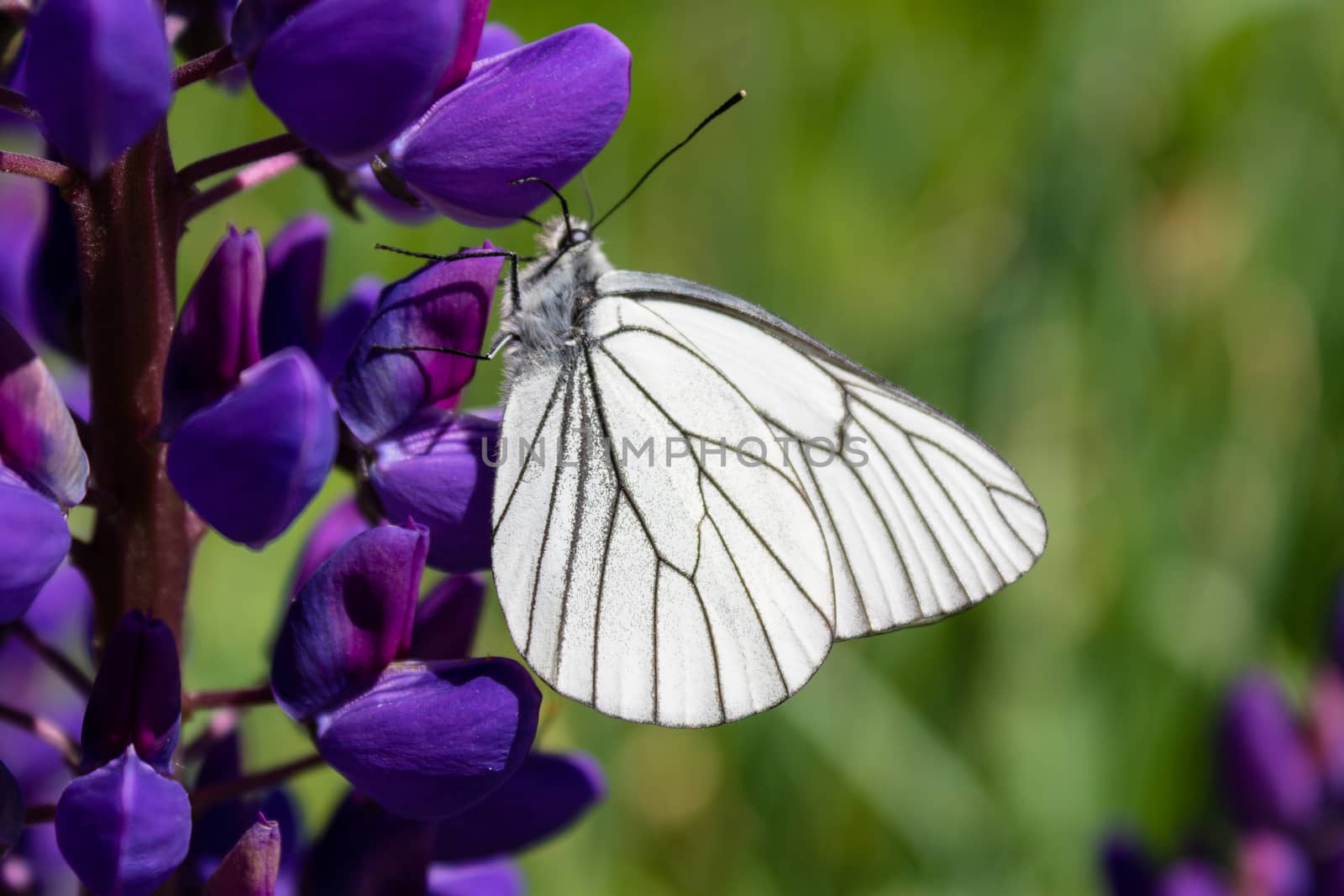 White Butterfly cabbage on a purple flower