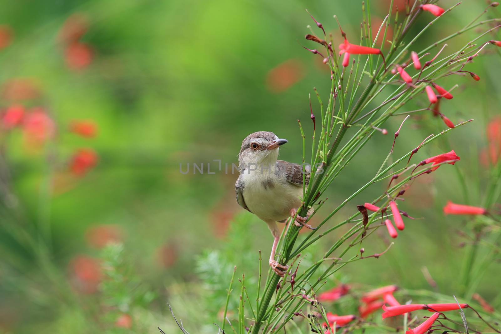Rufous-faced Warbler cute bird and small size holding on Coral fire tree in nature background