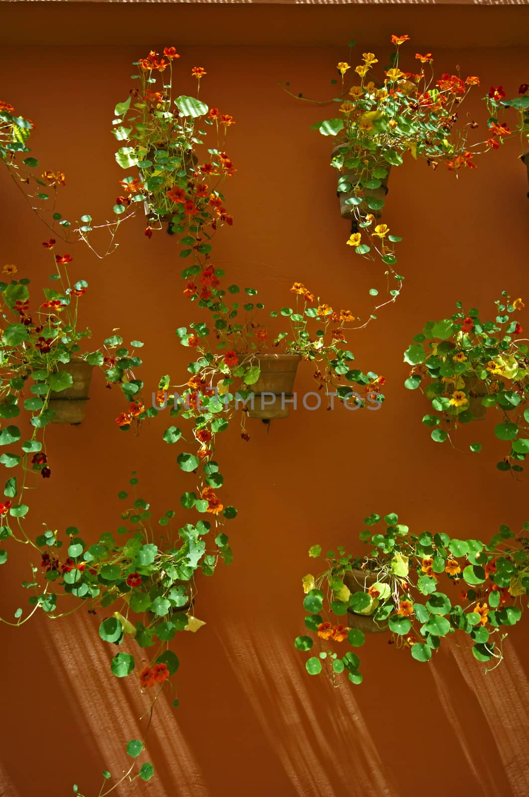 A wall display of planted Nasturtiums in a Marrakech garden