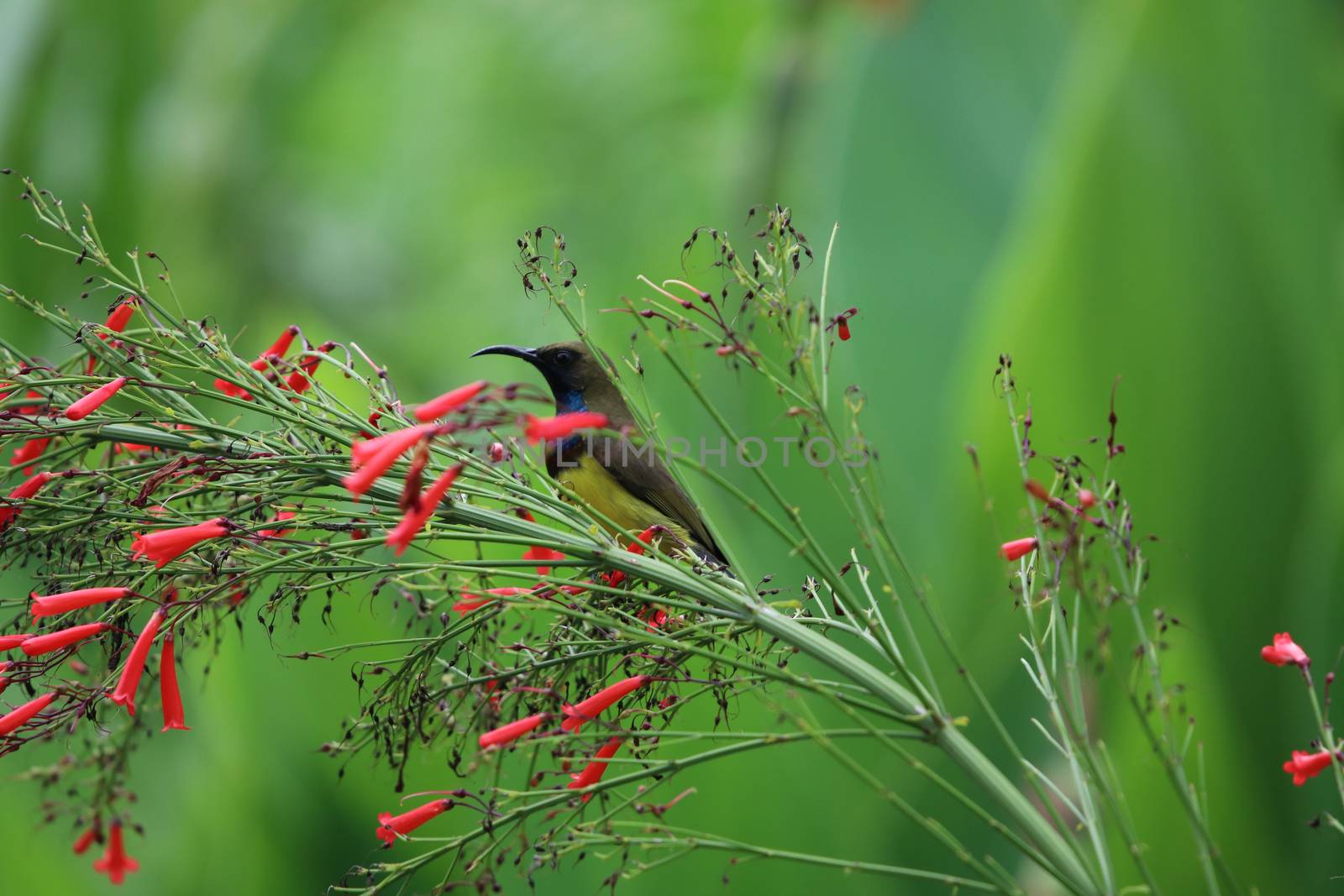 Yellow-bellied sunbird holding on Yellow Canna beautiful flowers by louisnina