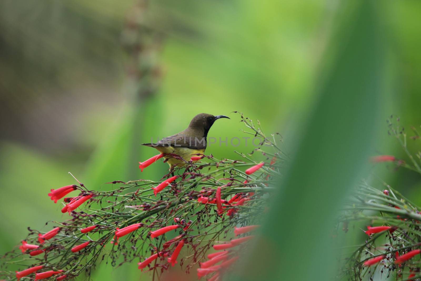 Yellow-bellied sunbird animal holding on Firecracker plant tree by louisnina
