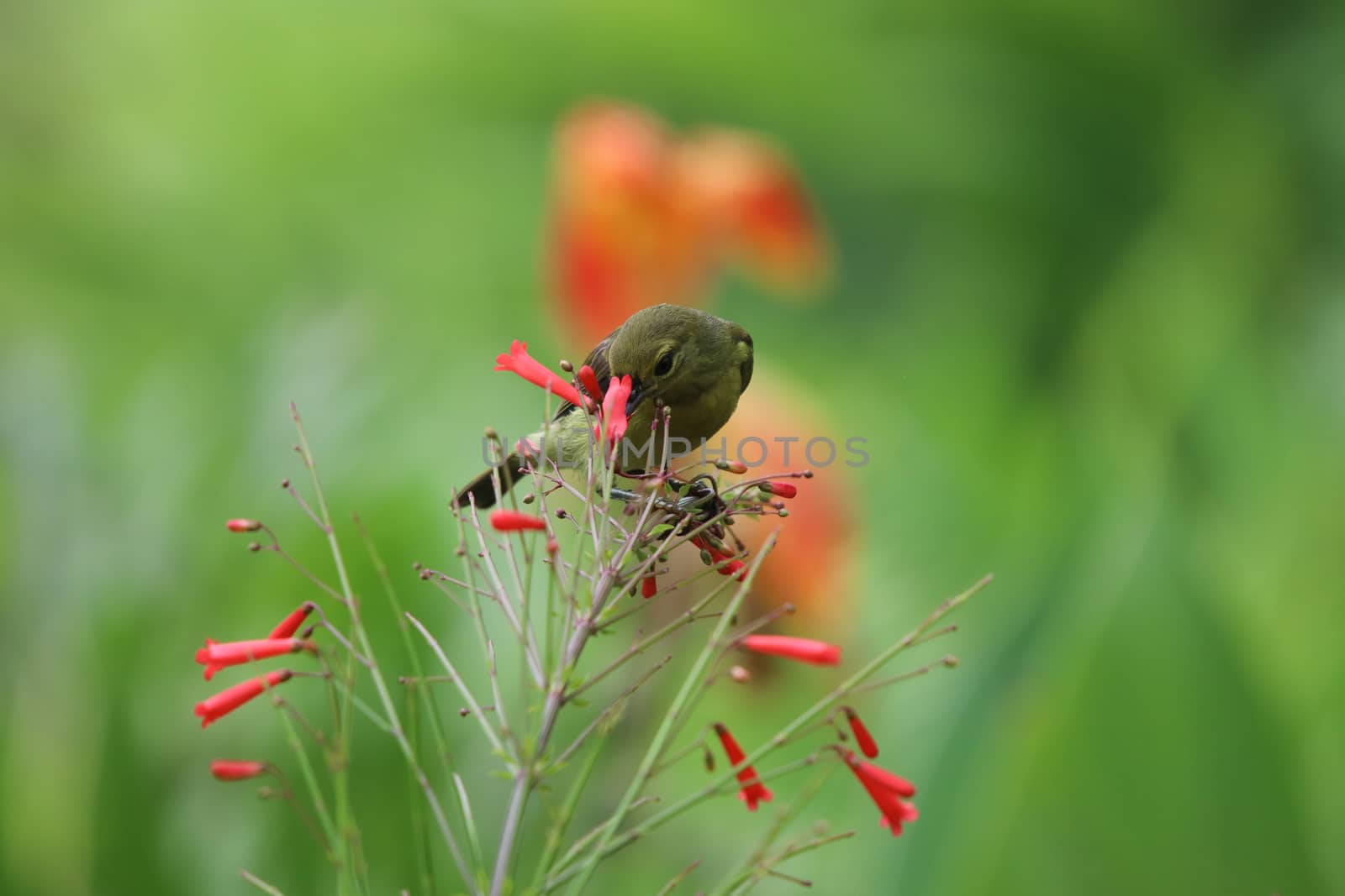Yellow-bellied sunbird animal feeding nectar from Firecracker small flowers on tree wildlife freedom in the nature