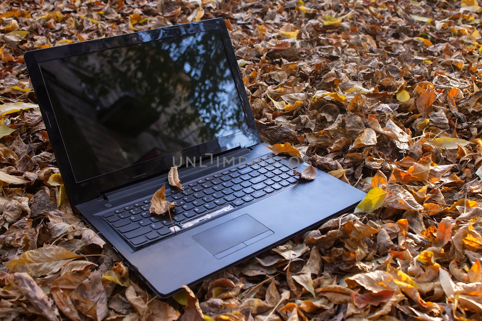 Non working laptop dumped in the fall foliage
