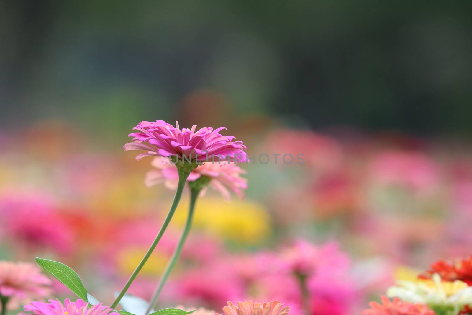 Pink Zinnia Elegans beauty in nature background soft and bright  by louisnina